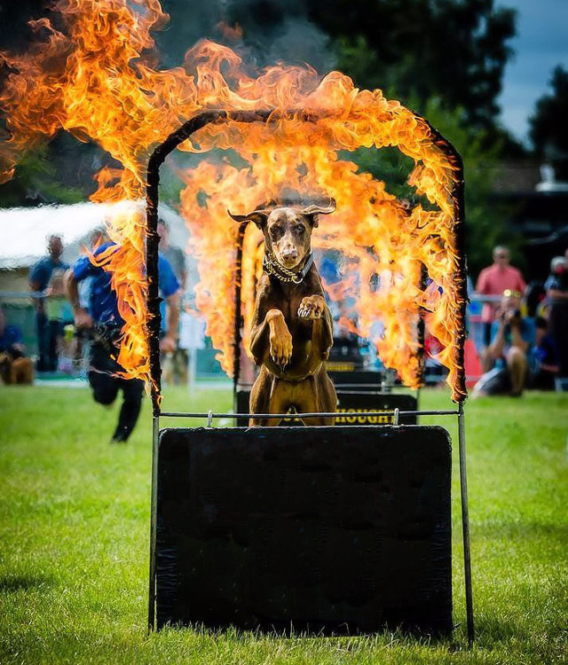 Chatsworth International Horse Trials - dog show