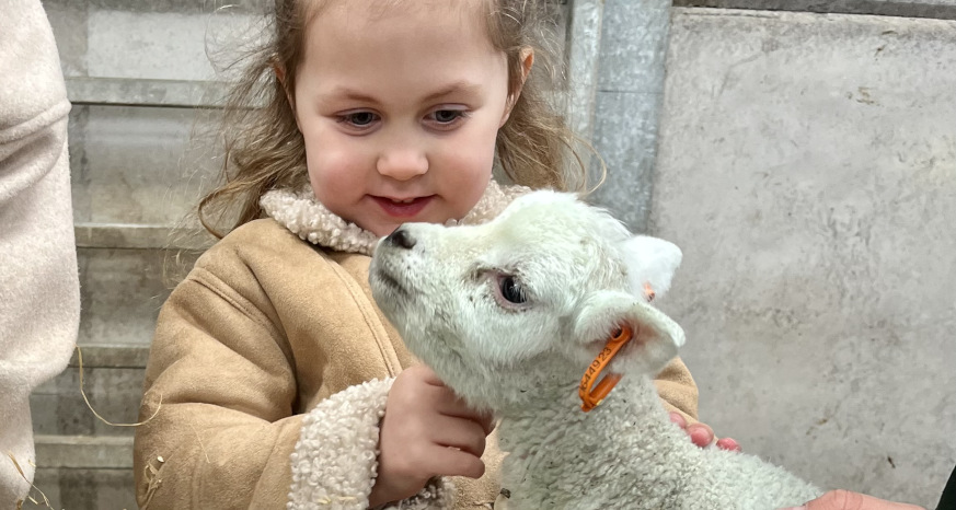 Lamb and girl Matlock farm park