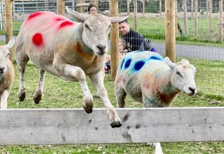 matlock farm park sheep racing