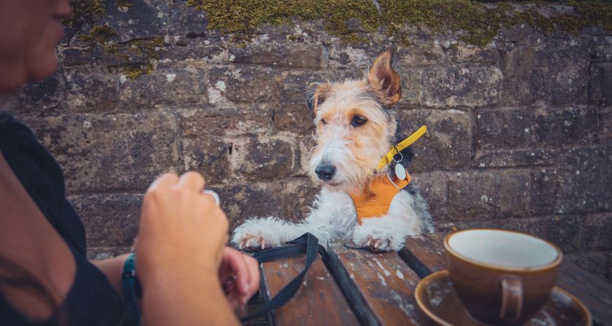 Dog enjoying a treat at an outdoor cafe