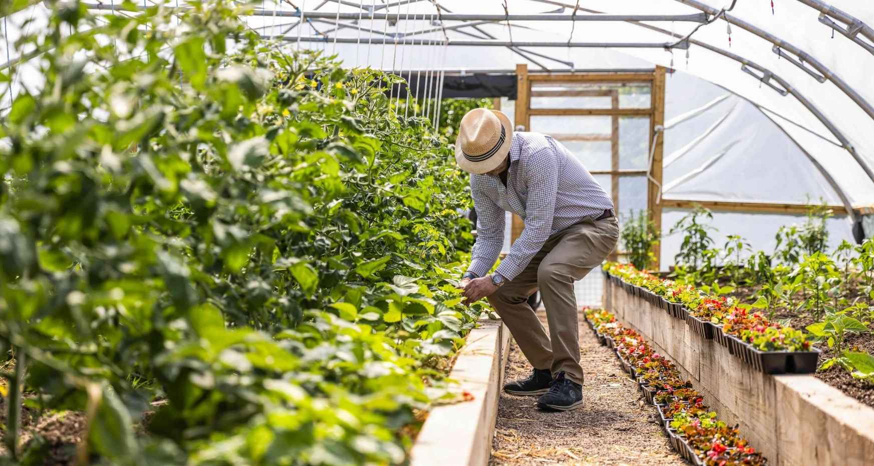 Steve Perez picking strawberries at Walton Farm