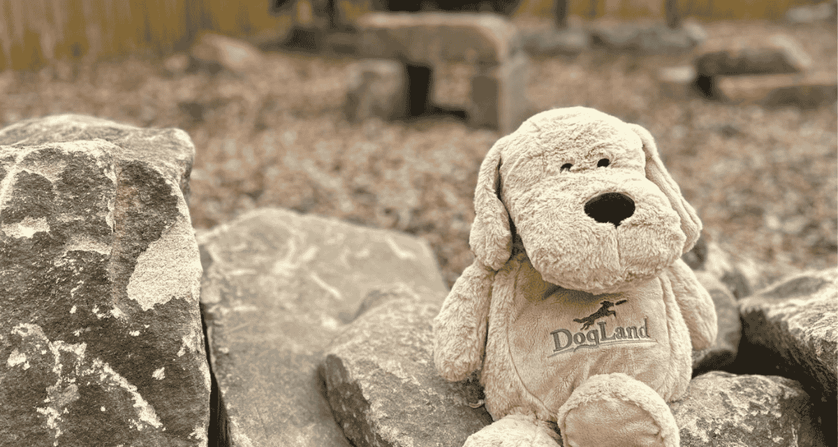 dog cuddly toy sat on puppy play area at Dogland Chesterfield