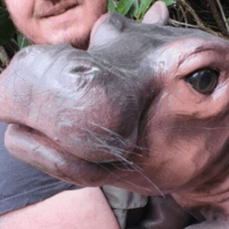 Man holding puppet baby rhino, Chesterfield on Safari coming to town